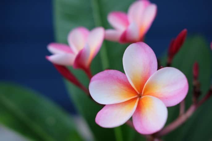 Blomst